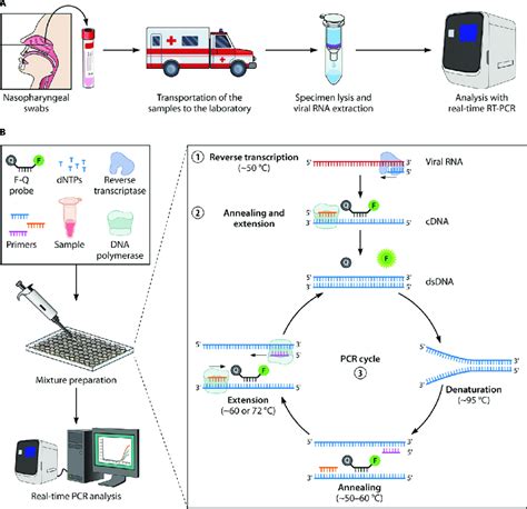 Real Time Pcr Diagram