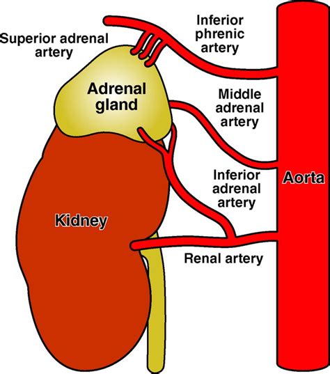 Suprarenal Artery