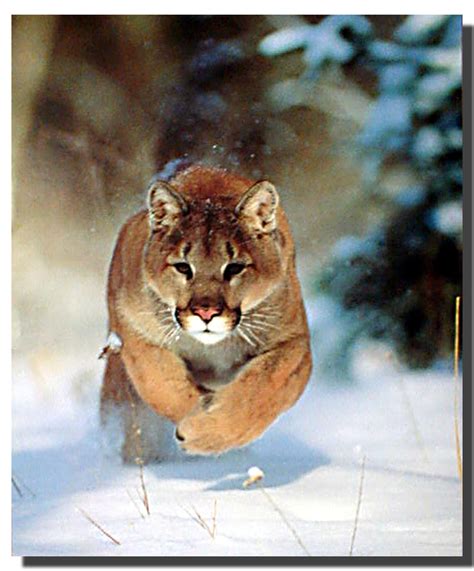 Charging Mountain Lion Poster | Animal Posters