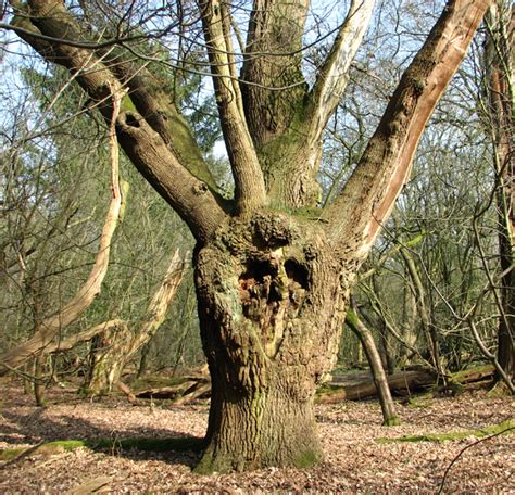 A veteran oak tree © Evelyn Simak cc-by-sa/2.0 :: Geograph Britain and Ireland