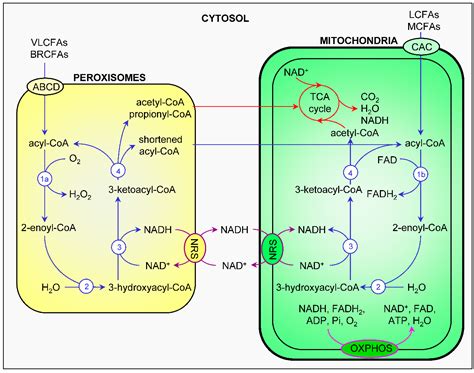 Peroxisome Metabolic Function - Nevan Oana