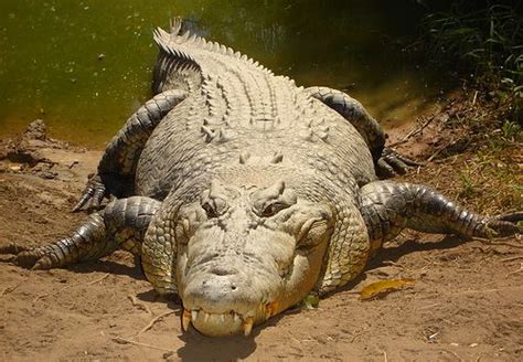 Australian Saltwater Crocodiles - Pictures And Facts About The Saltwater Crocodile