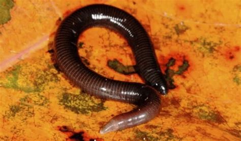 Typhlonectidae – Aquatic caecilians: facts, distribution & population | BioDB