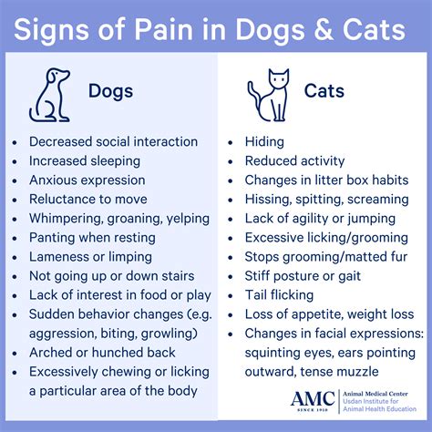 Pain in Dogs and Cats - The Animal Medical Center