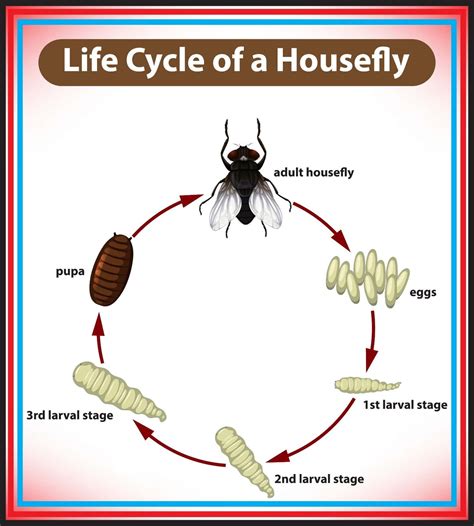 Life Cycle Of A House Fly Diagram