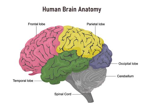 Simple Diagram Of Brain / Simple Brain Diagram Anatomy Poster 2 Drawing By Vintage Anatomy ...