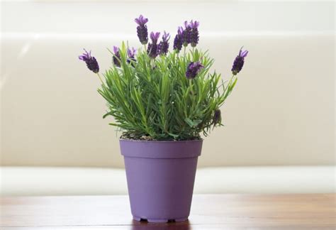 Lavender in Pots | How to Grow and Care For It? - School of Garden