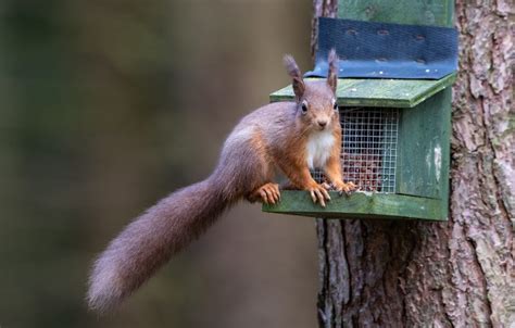 Red squirrels put on a diet to help them survive - Scottish Field