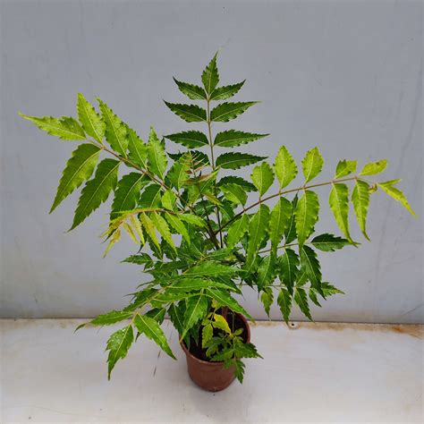 Neem Tree, Azadirachta indica - NurseryBuy