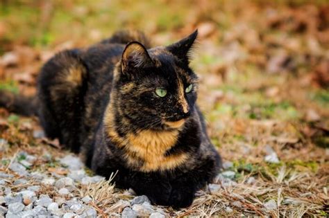 Tortoiseshell Versus Calico Cats: What’s the Difference Between Them? - Cats.com