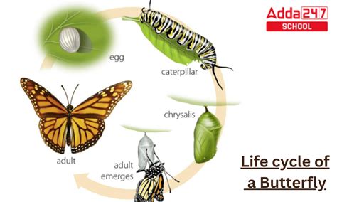 Life Cycle Of A Butterfly 4 Stages Of A Butterfly Lif - vrogue.co