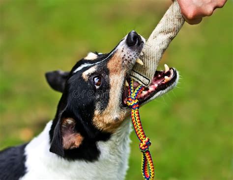 Dog Biting In A Training-dummy Royalty Free Stock Image - Image: 15959496