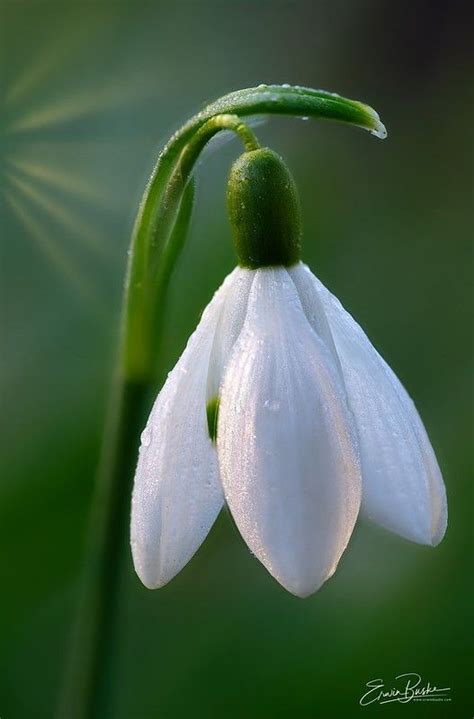 Early Spring Snowdrop | Early spring flowers, Flowers photography, Snow ...