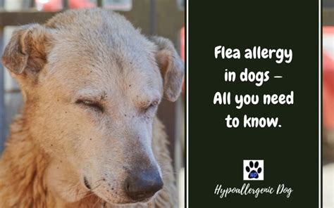 Flea allergy in dogs — All You Need To Know