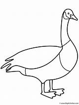 Goose  Free Coloring Pages sketch template