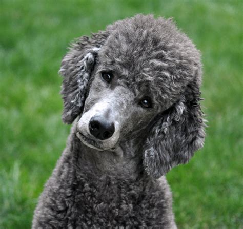 Is there anything cuter than the poodle head-tilt? - Poodle Forum ...