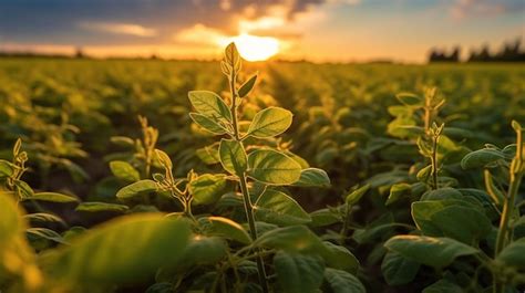 Premium AI Image | Soybean field examining crop at sunset