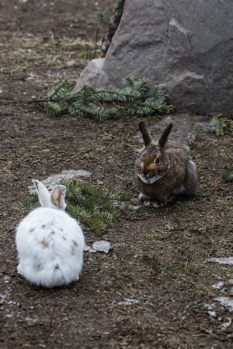 UM-led researchers: Can brown hares 'rescue' white hares from climate ...