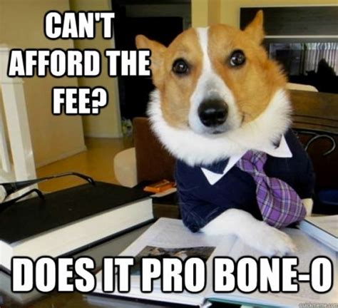 Meme alert: lawyer dog