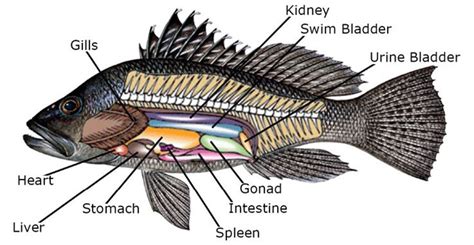 FS1337: Increasing the Catch-and-Release Survival of Black Sea Bass ...