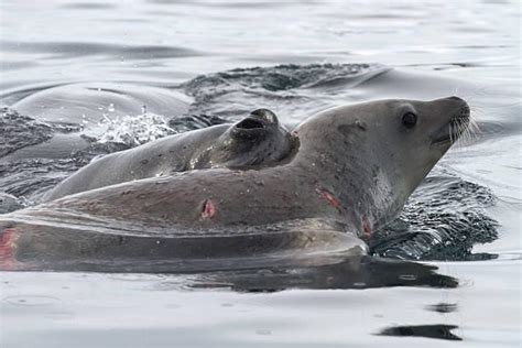 Leopard seal hunting a crabeater seal : r/natureismetal