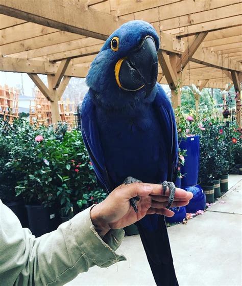 Adorable Hyacinth Macaws For Sale - Terry's Parrot Farm