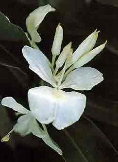 Cuba National Flower Butterfly Jasmine Pictures