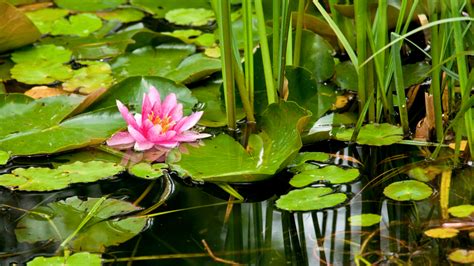 Create a Backyard Oasis with a Water Garden