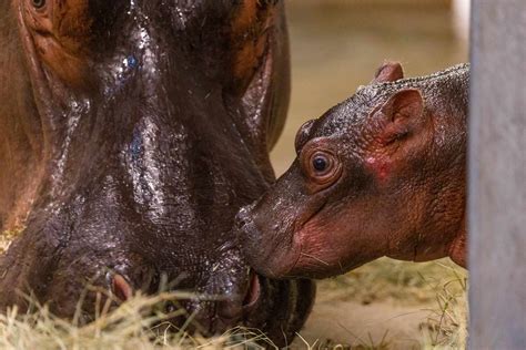 Dallas Zoo Welcomes Baby Hippo: 'We Are Thrilled'