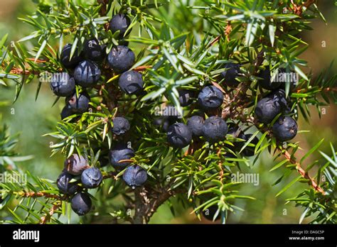 common juniper, ground juniper (Juniperus communis), juniper berries Stock Photo: 58138466 - Alamy