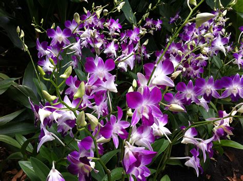 Singapore Orchids At The Source! - Flowers Across Melbourne