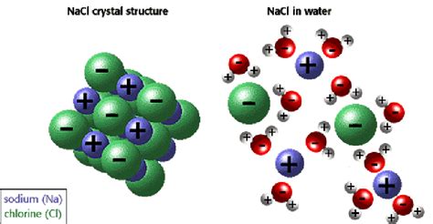 2: Dissolution of NaCl in water. After U. Arizona Biology Project. | Download Scientific Diagram