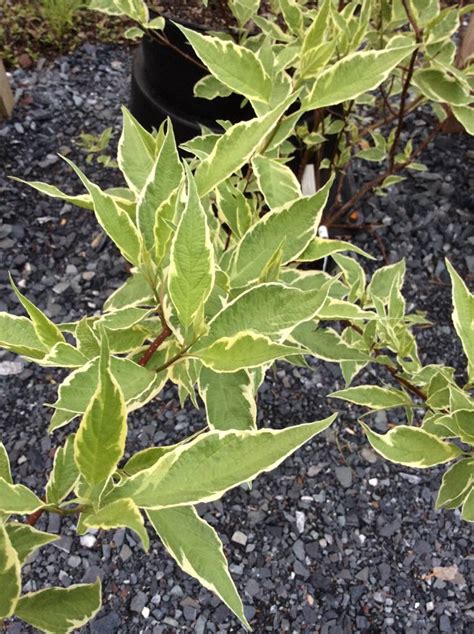 Cornus alba elegantissima Dogwood - Red Twig, Variegated, #3 - Behmerwald Nursery