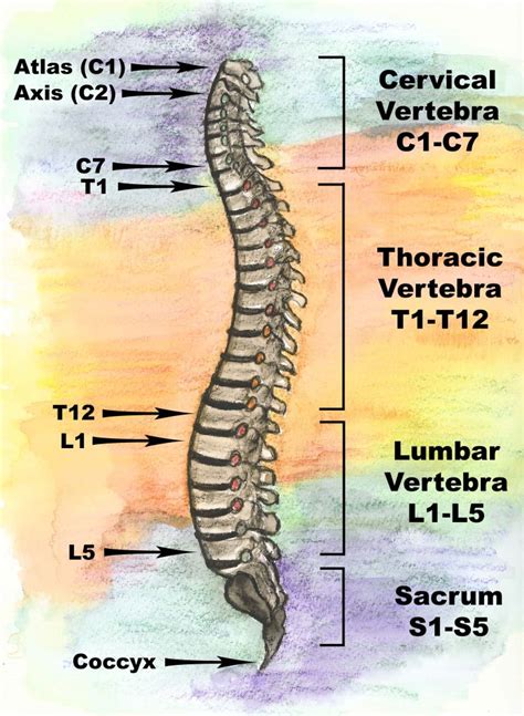 Spinal Column Anatomy Illustration Spinal Anatomy Spinal Regions Bones ...