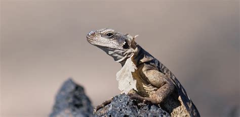 Oakland Zoo | Chuckwalla