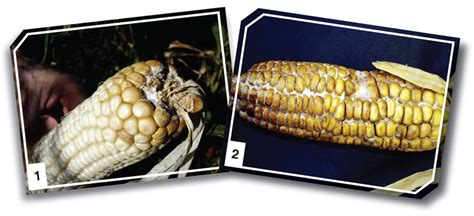 Look out for these diseases in maize