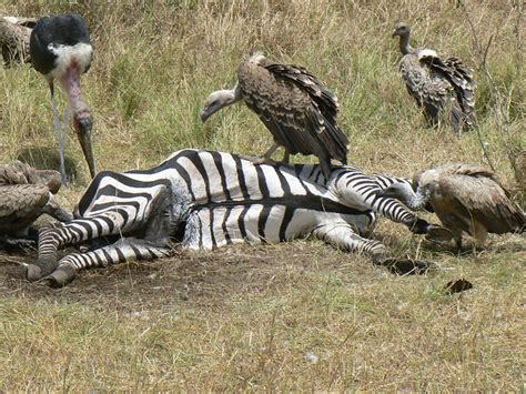 Vultures eating the dead Zebra (2) | Flickr - Photo Sharing!