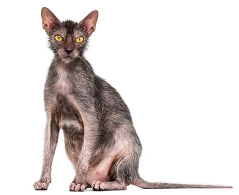 The Lykoi Cat Breed- All About The Werewolf Cats