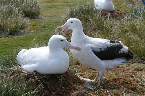 Remember The Razorbill: Wandering Albatross Breeding Season