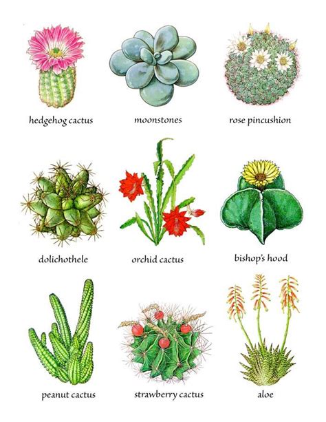 Cactus Plants & Flowers | Cactus plants, Cactus, Orchid cactus