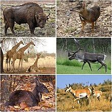 Ruminant - Wikipedia