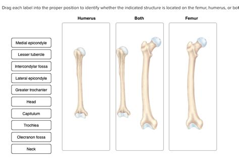 Solved Drag each label into the proper position to identify | Chegg.com