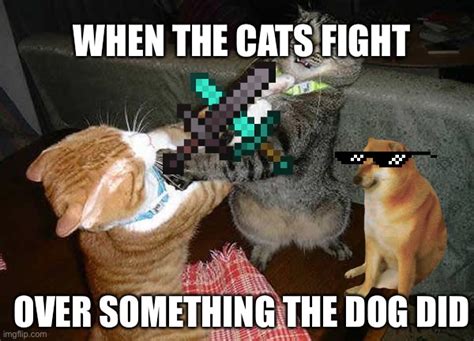 Two cats fighting for real - Imgflip