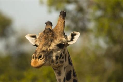 What Are Giraffe 'Horns' Called? Purpose, Facts, & Stories