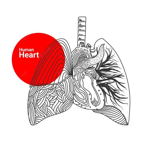 Premium Vector | Hand drawn sketch of human heart organ