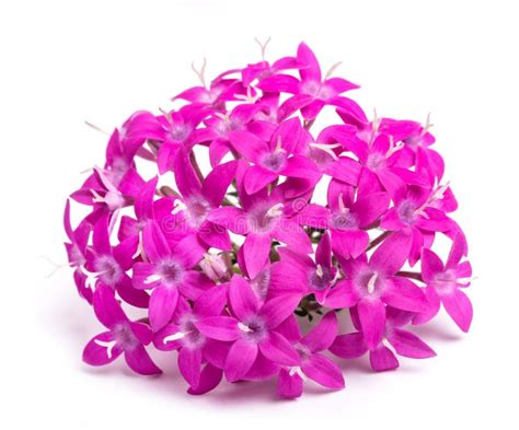 Pentas flowers stock image. Image of purple, egyptian - 158658635