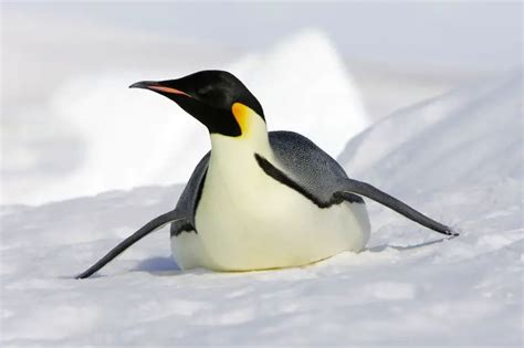 17 Ice-Cool Emperor Penguin Facts [#13 Will Melt Your Heart] - Polar ...