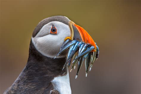 Les Macareux en Islande: Comment les Protéger | Islande24