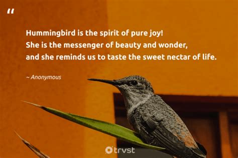 45 Hummingbird Quotes That Bring Joy And Color To Your Life