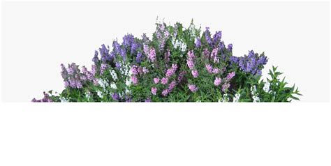 Bushes Transparent - Transparent Flower Bush Png, Png Download ...